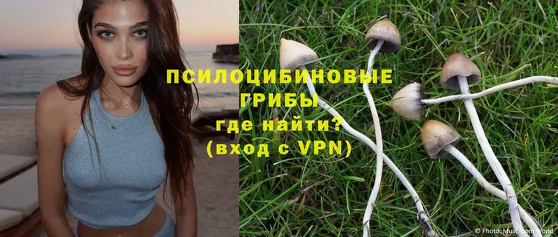 KRAKEN онион  Западная Двина  Псилоцибиновые грибы Magic Shrooms  закладка 